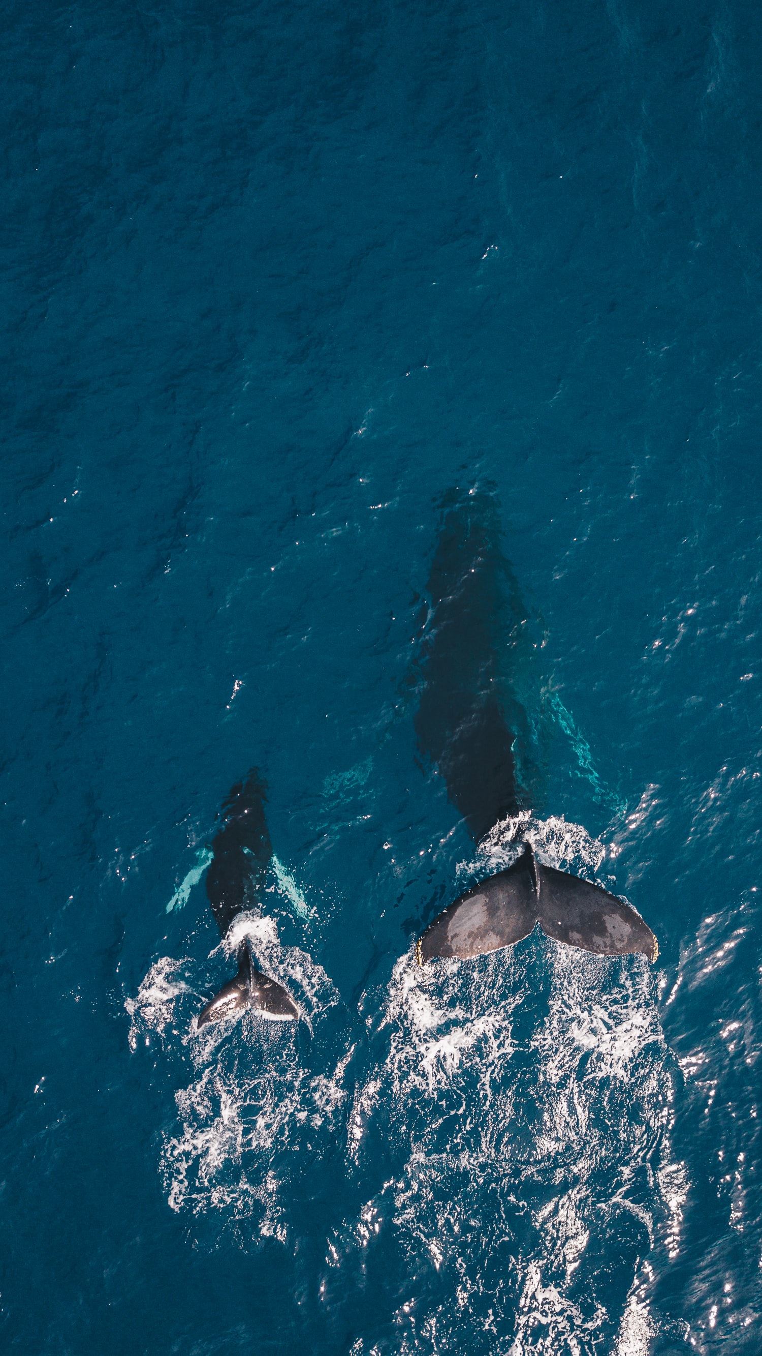 minke whale