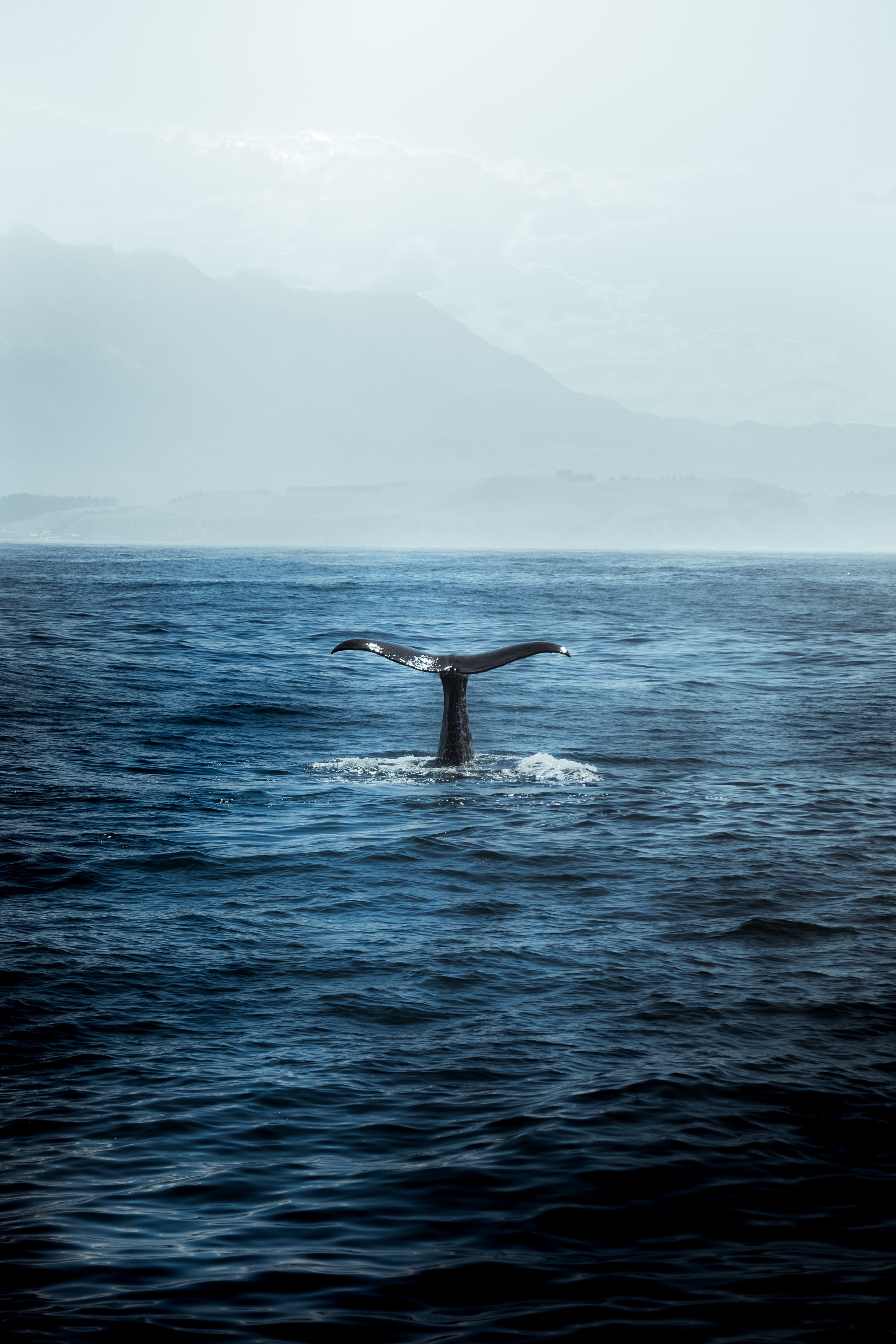 humpback whale